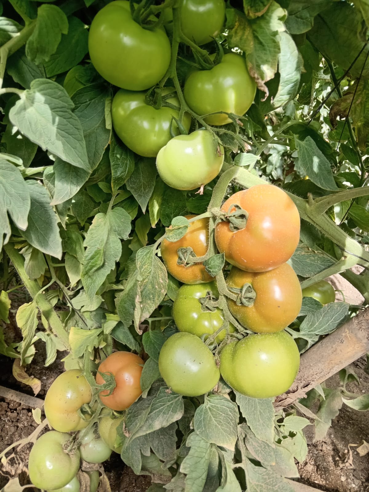 Tomate