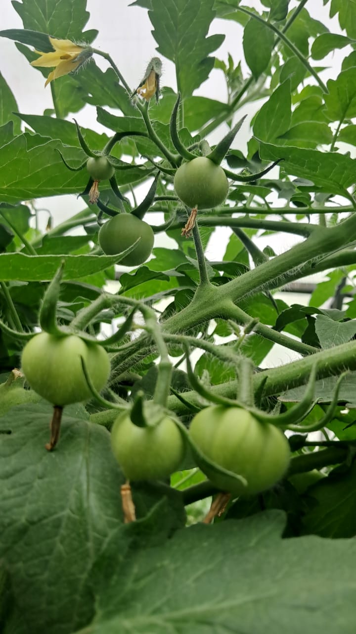 Campo de cultivo